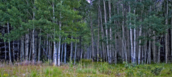Aspen 4011